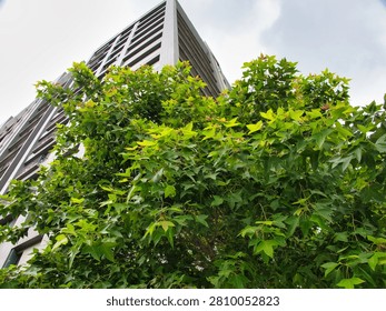 A large maple tree with lush green leaves stands in the foreground, partially obscuring a modern high-rise residential building viewed from a low angle. The contemporary architectural facade shows geometric patterns under a cloudy sky.