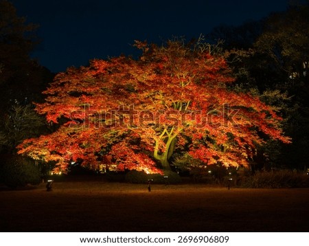A large maple tree with vibrant red autumn leaves illuminated in a Japanese garden at night (Rikugien Garden, Tokyo, Japan)
