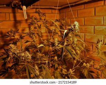 1,236 Marijuana brick Images, Stock Photos & Vectors | Shutterstock