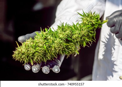 Large Marijuana (Cannabis) Bud Held In Rubber Gloved Hands By Technician In Lab Coat