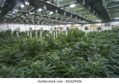 Large Marijuana Grow Operation, Commercial Cannabis Business