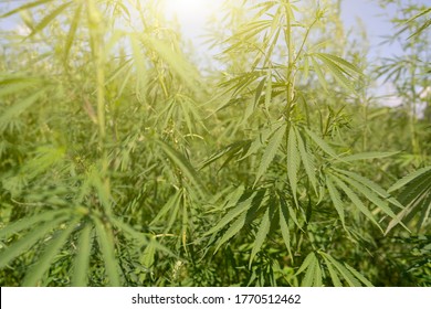 Large Marijuana Plantation, Canabis Bud