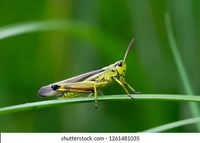 Large marsh grasshopper (Stethophyma grossum), a threatened insect species typical for wet meadow and marsh 
