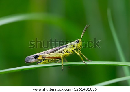 Large marsh grasshopper (Stethophyma grossum), a threatened insect species typical for wet meadow and marsh 