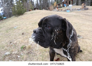 Large Mastiff Dog With Porcupine Quills 