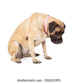 A Large Mastiff Dog Sitting And Looking Down. Place Your Product On The Floor As If She Is Looking At It. 