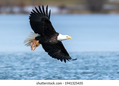 A large mature American bald eagle soars through the blue sky with its undercarriage exposing its large claws, white head and tail.  The raptor has a large wingspan with brown raptor feathers.  