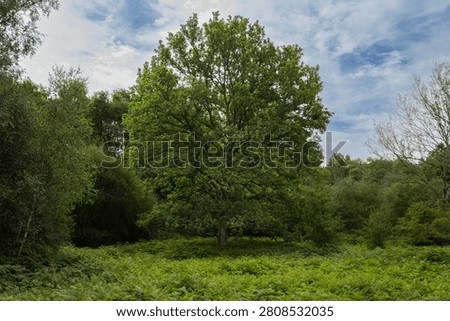 Large mature oak tree surrounded by lush bracken beneath a partly cloudy summer sky in Savernake Forest, Wiltshire, England.