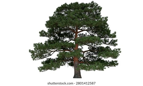 Large mature pine tree with dense green needles and textured brown bark