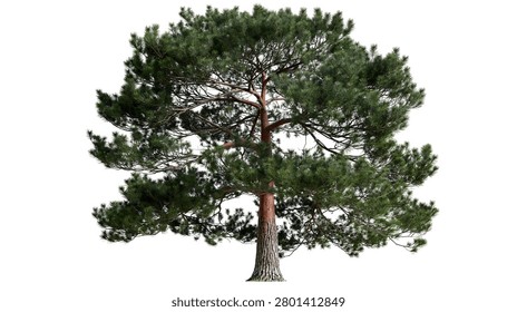 Large mature pine tree with dense green needles and textured brown bark