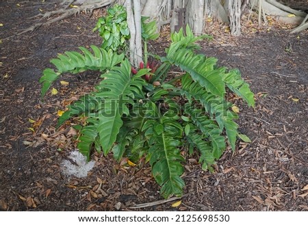 A large and mature plant of Philodendron Jungle Boogie
