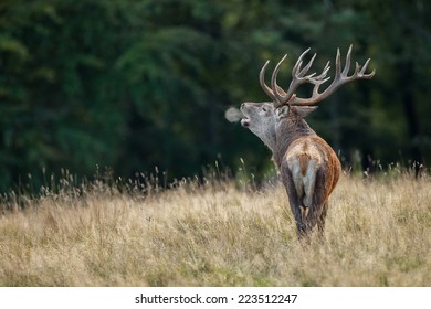 Large Mature Red Deer Stag Bellowing During The Rut And You See A Breath Cloud