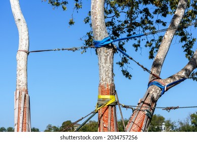 Large Mature Tree Trunks Protected From Fall And Accidental Damage Near The Construction Site