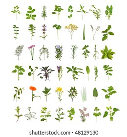 Large medicinal and culinary herb flower and leaf collection, isolated over white background. Forty eight herbs.