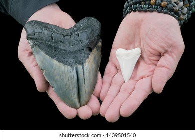 Large Megalodon Gemination VS Great White Shark Tooth