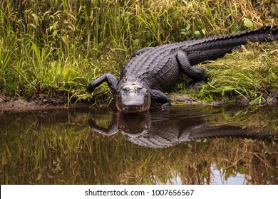Large menacing American alligator Alligator mississippiensis in the wetland and marsh at the Myakka River State Park in Sarasota, Florida, USA