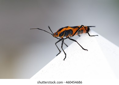 Large Milkweed Bug On A White Fence Post Cap