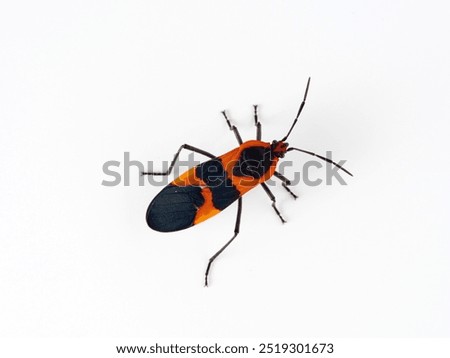 Large milkweed bug in a white background. Oncopeltus fasciatus