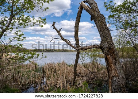 Large misshapen tree on the shores of Goose Lake in Elm Creek Park Reserve in Maple Grove, Minnesota