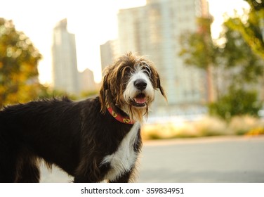 Large Mixed Breed Dog With City Buildings