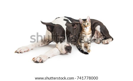 Large mixed breed dog lying down with a cute small kitten