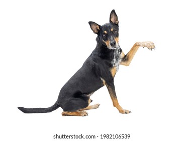 Large Mixed Breed Dog Sitting Facing Side Raising Front Arm Up. Place Product Or Object Under Paw.