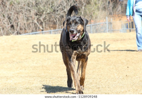 mixed breed large dogs