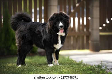 Large Mixed Breed Puppy Standing Outdoors In The Yard In Summer