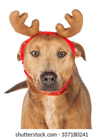 Large Mixed Shepherd Breed Dog Wearing Christmas Reindeer Antlers