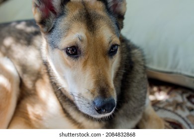 A Large Mongrel Dog Lies On The Couch. Beautiful Red Color With Black Stripes In The Dog. Pets Taken From The Shelter.