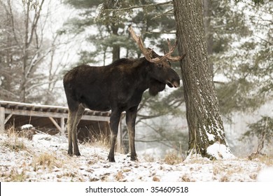 Large Moose In A Snow Storm