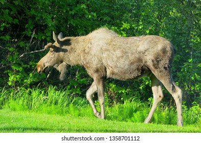  Large Moose in Wild                              
