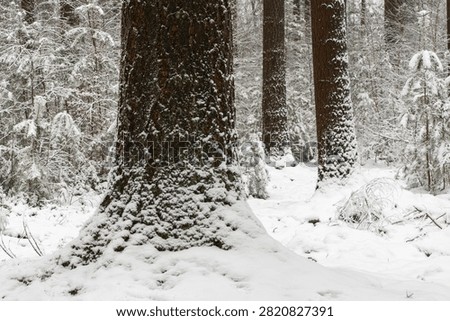 Large moss-covered tree trunks surrounded by fresh snow in a dense and peaceful winter forest.

