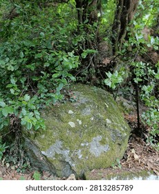Large mossy boulder surrounded by green forest plants and bushes in a wild woodland.