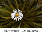 Large mountain daisy (Celmisia) growing in alpine habitat at Arthur