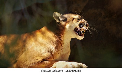 A Large Mountain Lion Baring His Teeth