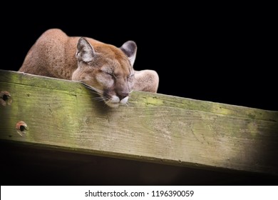 366 Sleeping cougar Images, Stock Photos & Vectors | Shutterstock