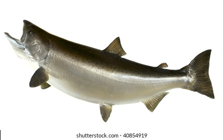 A large mounted Chinook (king) Salmon in its summer colors