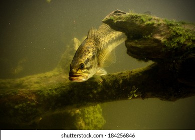 Large Mouth Bass Fish In Freshwater Lake