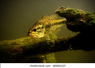 Large Mouth Bass Fish In Lake Swimming