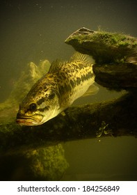 A Large Mouth Bass Fish Underwater