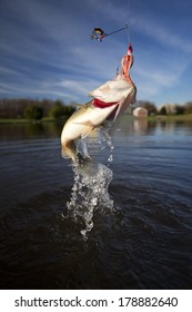 Large mouth bass jumping and thrashing out of the water trying to throw the hook out of it's mouth.