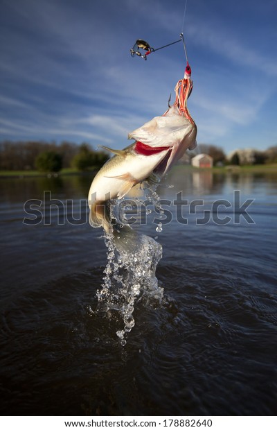 Large Mouth Bass Jumping Thrashing Out Stock Photo (Edit Now) 178882640