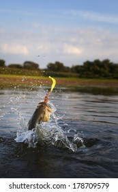 Large Mouth Or Bigmouth Bass Jumping Out Of The Water With A Lure In It's Mouth