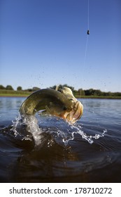 Large mouth or bigmouth bass jumping out of the water.