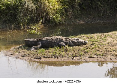 
Large mugger crocodile resting with eye open on sand in shallow river, Chitwan National Park, Nepal