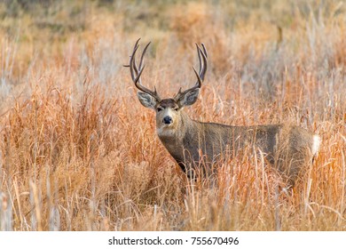 Large Mule Deer Buck Colorado Stock Photo 704575285 | Shutterstock