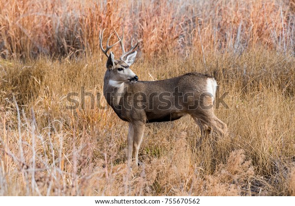 Large Mule Deer\
Buck