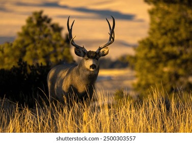 Large mule deer buck with antlers coming up a grass incline in winter in late afternoon golden sunlight  - Powered by Shutterstock