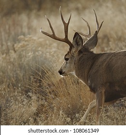 1,003 California mule deer Images, Stock Photos & Vectors | Shutterstock